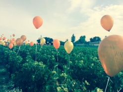 Balloons among the vines 